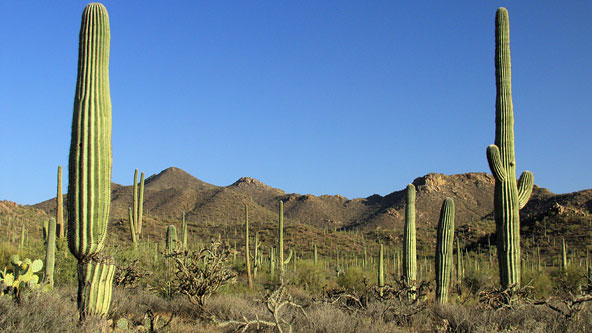 Saguaro National Park