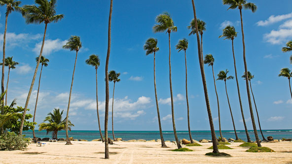 Puerto Rico Palm Trees
