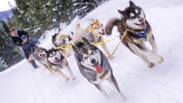 Dogsledding 