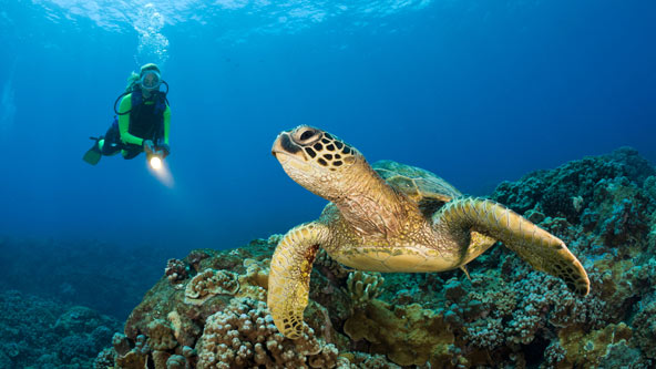 Diving in Maui