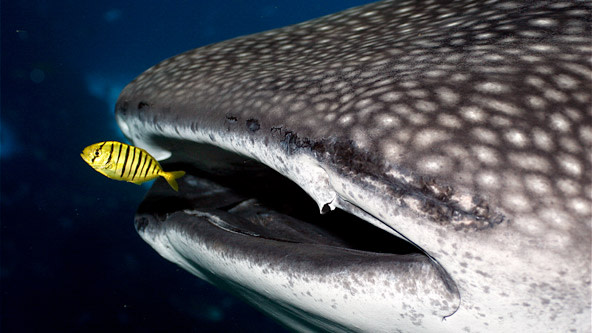 Georgia Aquarium