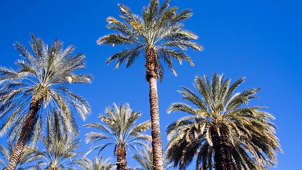 Palm Trees in Palm Springs