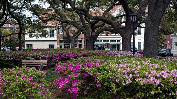 Savannah Flowers
