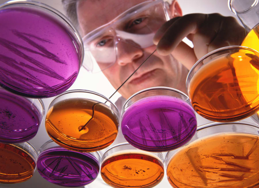 Researcher examining cultures in petri dishes, low angle view