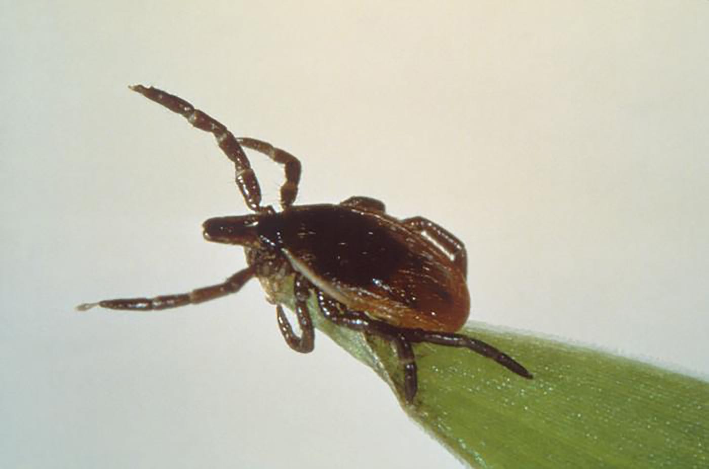 Genetically engineered mice could fight Lyme disease