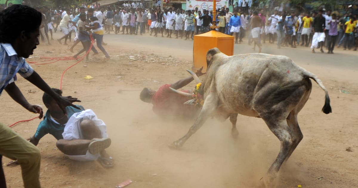 Jallikattu Held In Tamil Nadu After Week-Long Protests, Claims Two Lives