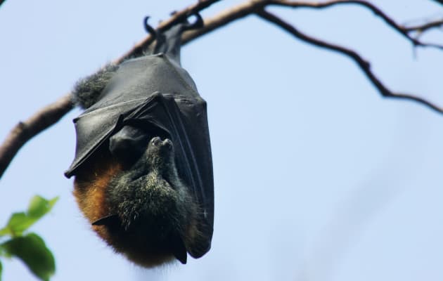 Grey-Headed Flying Foxes To Be Relocated From Royal Botanic Gardens