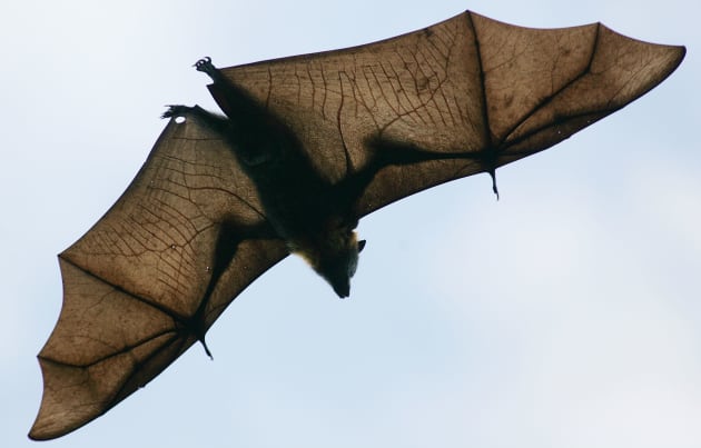 Grey-Headed Flying Foxes To Be Relocated From Royal Botanic Gardens