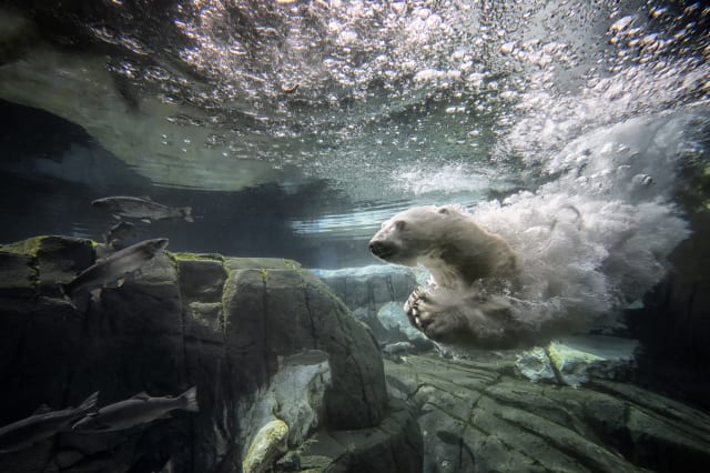 Polar bear dies of 'broken heart' at San Diego zoo