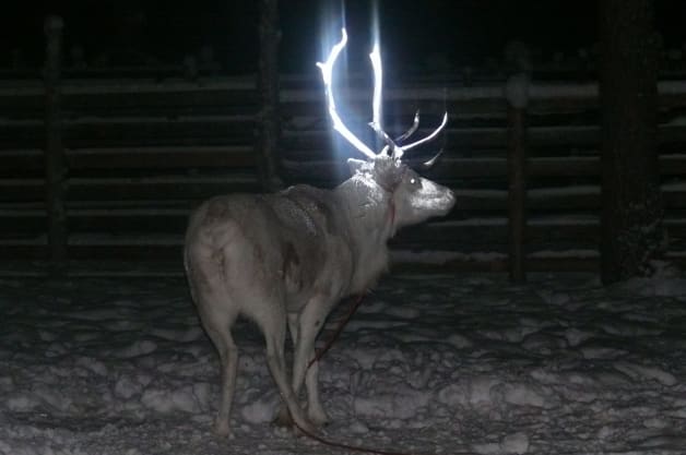 Finland Fluorescent Antlers