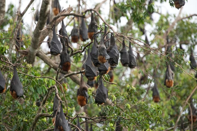 Grey-headed flying-foxes, Pteropus poliocephalus