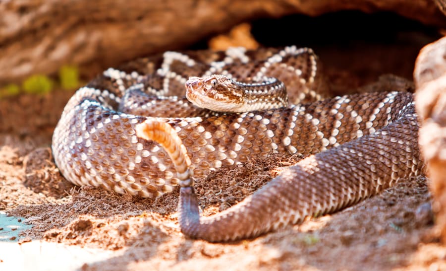 Dangerous South American Rattlesnake On Sand