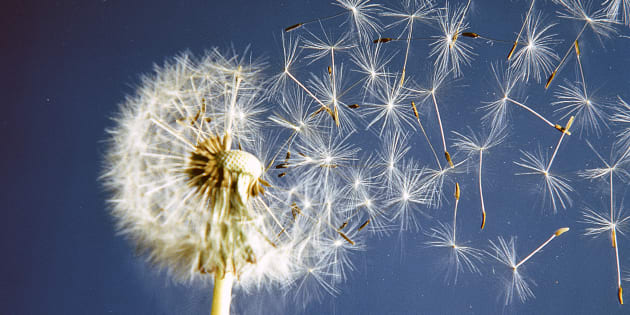 Seeds leaving a dandelion