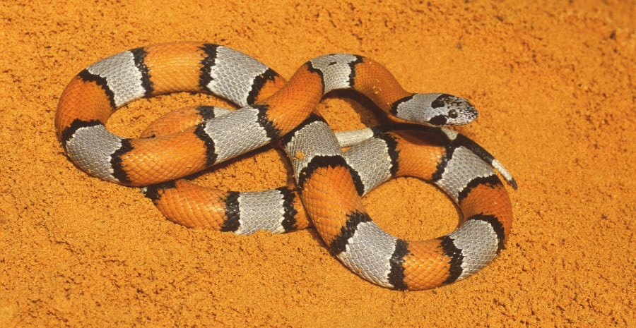 Graybanded Kingsnake