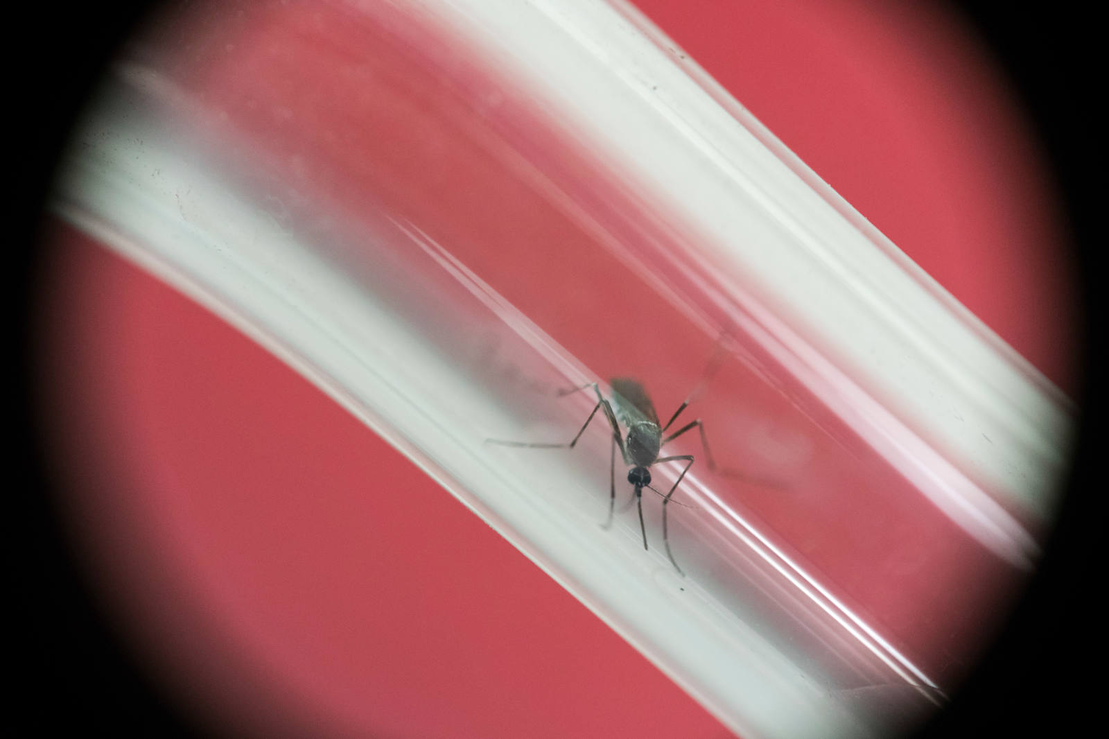 Further Zika studies increase the chances of a vaccine