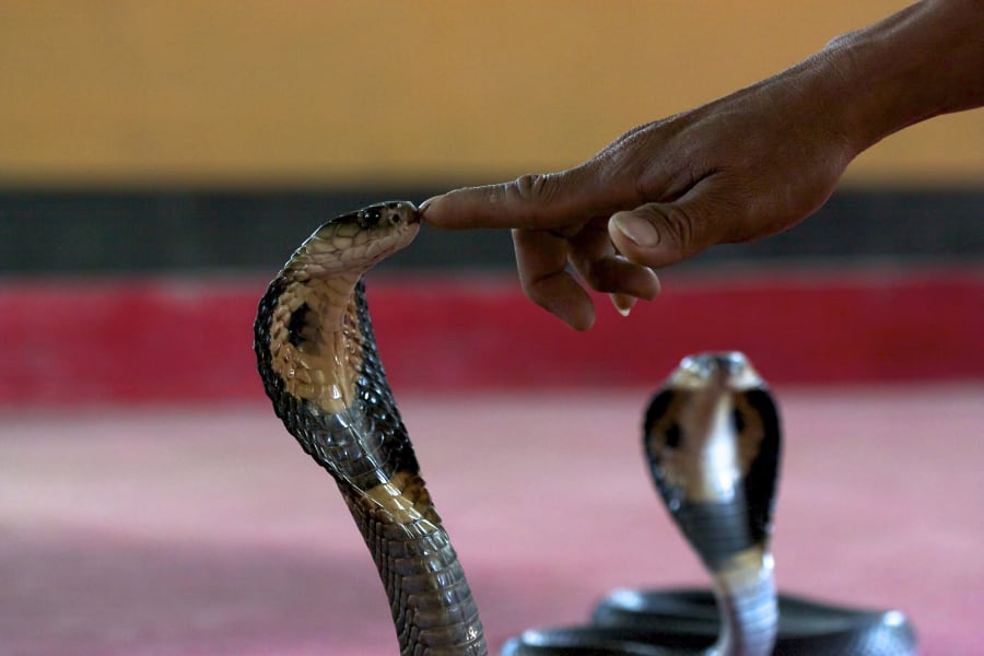 Finger touching cobra on its head