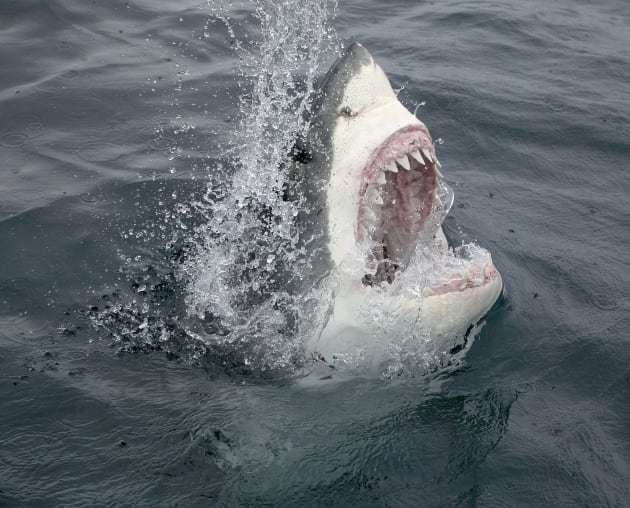 Not even a sharknado will stop Google's conquest of the undersea internet