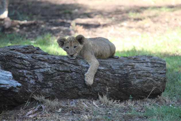 BRB googling 'how to become a zoo keeper'.