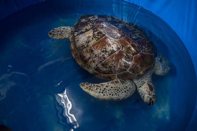 A sea turtle dubbed "Piggy Bank" swims in a small sea water pool at the Veterinary Medical Aquatic Animal Research Center in Bangkok on March 13, 2017 days after she was operated on to remove coins lodged in her belly.'Piggy Bank' has had her fortunes restored after Thai vets removed 915 coins from her stomach -- a deposit built up after years of gulping down good luck pennies tossed into its pond. / AFP PHOTO / Roberto SCHMIDT