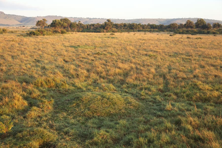 Termite mounds (small humps covered by short, green grasses) within a matrix of taller, stemmier grasses in Kenya's Masai Mara Reserve. This photograph was taken from a low-flying hot-air balloon.