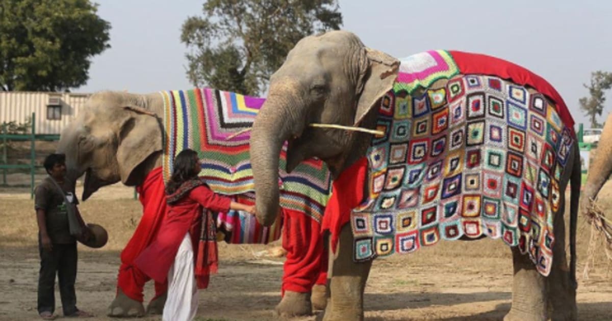 Rescued Elephants In Mathura Get Jumbo Sized Sweaters To Stay Warm This Winter - Huffington Post India