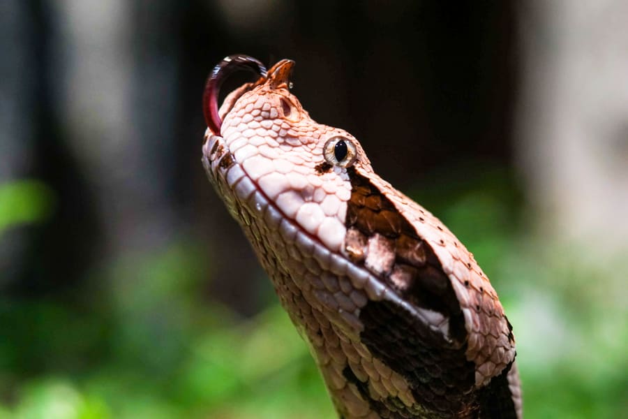 Gaboon viper