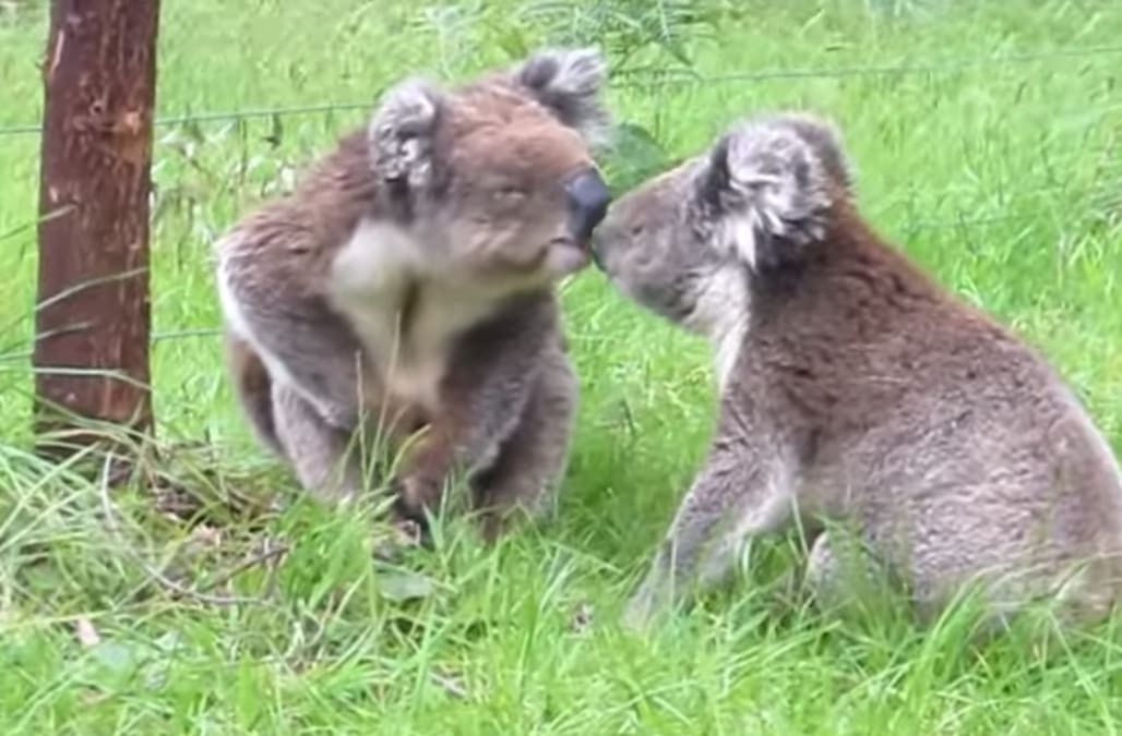 Are Koalas Bears Aggressive Koala Baby Bears Animals Koalas Cute Bear