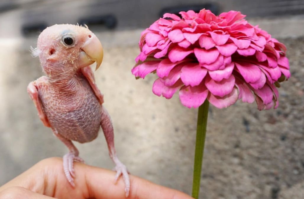 Sweet Naked Bird With Rare Condition Will Steal Your