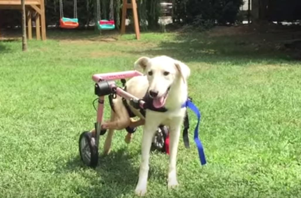 Abandoned dog hit by car learns to run again - AOL News