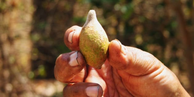 What is a kakadu plum?