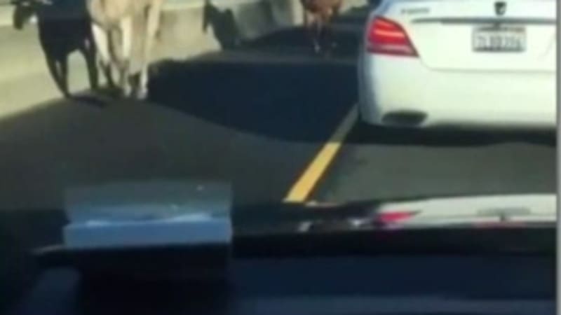 Escaped horses stop traffic on Bay Area freeway