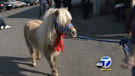 Lost Shetland pony adopted by Homeland family