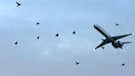 It is voluntary for pilots, airlines and airports to file reports about wildlife strikes, according to the FAA. Experts believe only about 20 percent of all strikes are reported, so they believe any attempt to compare airports or airlines can be misleadin