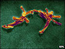Scrapie prion protein from hamster brain 