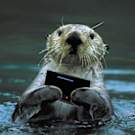 Sea otters text.