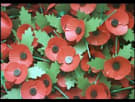 Poppies