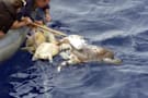 US Navy Rescues Sea Turtles