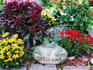 Welcome to the DragonFly Garden