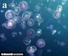 Jellyfish&nbsp;blooms&nbsp;in&nbsp;the&nbsp;Red&nbsp;Sea.