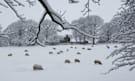 Bury, Greater Manchester: Sheep in heavy snow on Holcombe Hill 