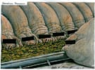 Martin Rowson cartoon