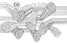 curatorscuts