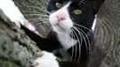 More cats with claws mean more cats in trees, so what will the SFFD have to say on the issue?