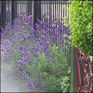 pretty picture