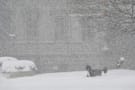 Bo Obama Experiences Snow for Presumably the First Time