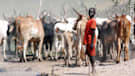 A boy rounds up cattle in a southern Sudanese settlement in the state of Jonglei.