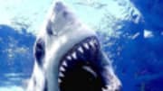  They never set out to be television stars, any more than they sought Hollywood fame in those Steven Spielberg movies. But sharks remain among the most enduring (if unlik...