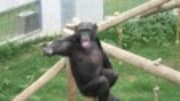  A film that took more than four years and an extravagant amount of luck to make, Chimpanzee is an exceptional wildlife movie that should hold the interest of viewers fro...