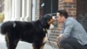  LOS ANGELES &mdash; Summer television used to mean reruns. This year it's gone to the dogs. Several new shows star dogs and their owners in need of help. CBS has the lon...