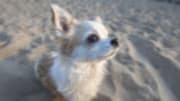  According to the 2011-2012 pet owners' survey sponsored by the American Pet Products Association, 39 percent of U.S. households own at least one of the 78.2 million owne...